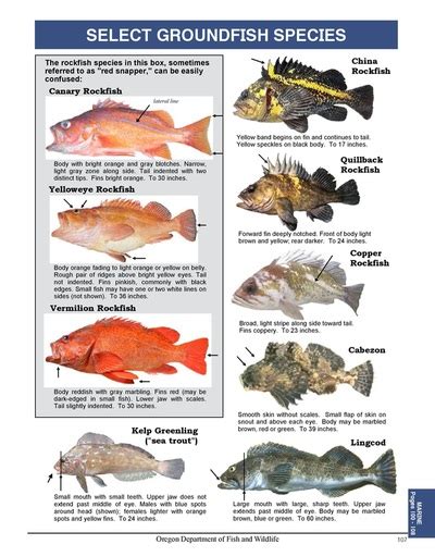 odfw fish identification.